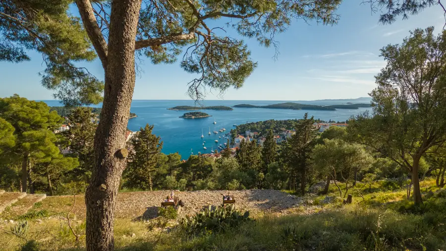 View over Hvar harbour from the hillside: a pine in the foreground, yachts at anchor and the Pakleni islands beyond