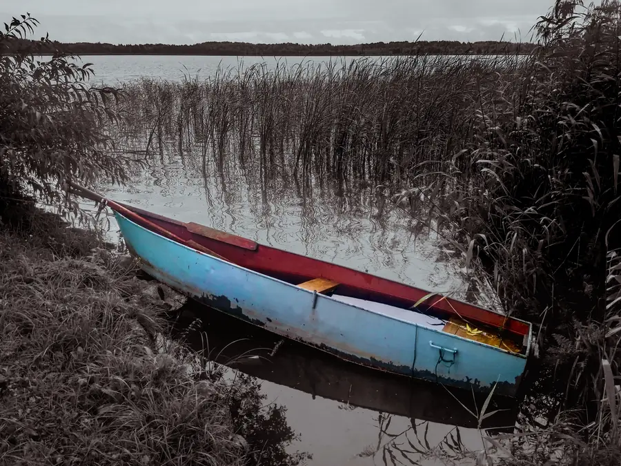 A wooden rowing boat in blue and red pulled up among reeds on a Latvian lake shore, the rest of the frame desaturated