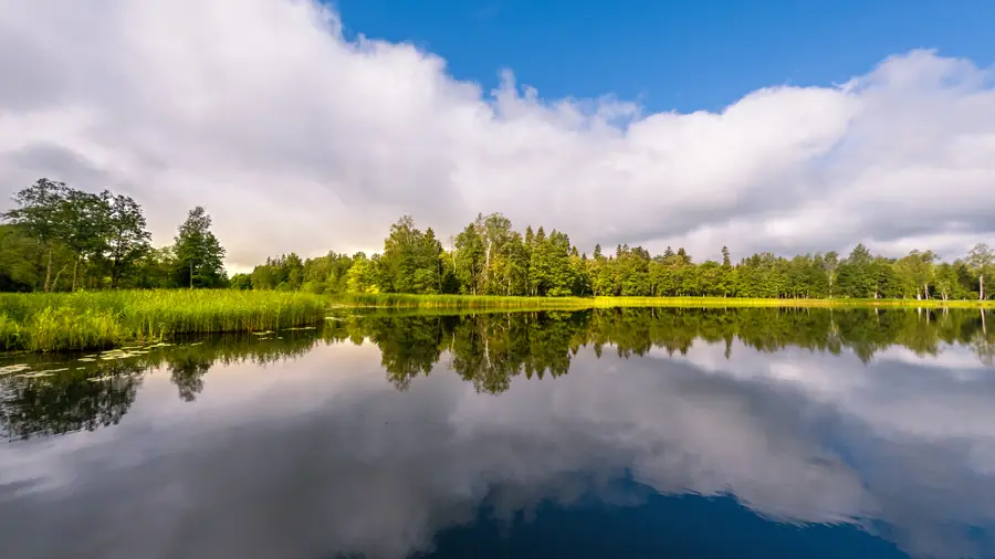 A still forest lake in Latvia mirroring the treeline and a bank of cloud, with reeds and lily pads along the near shore